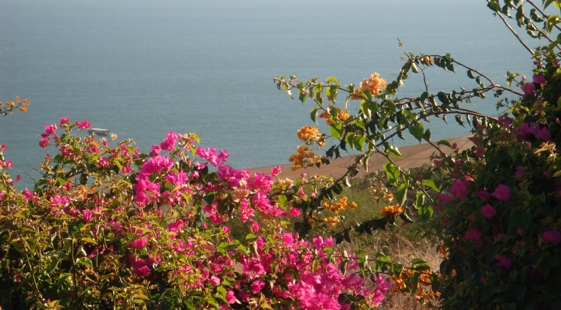 Blumen vor einem Meer